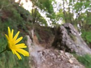 Monte Suchello (1541 m) ad anello da Costa Serina il 28 agosto 2024   - FOTOGALLERY